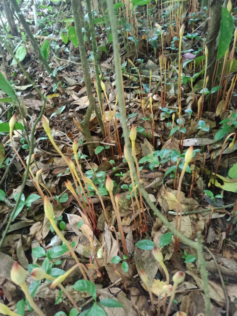 云南药材_野菰、管真花，冷背药材小量货