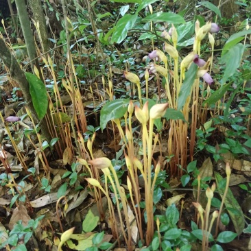 云南药材_野菰、管真花，冷背药材小量货