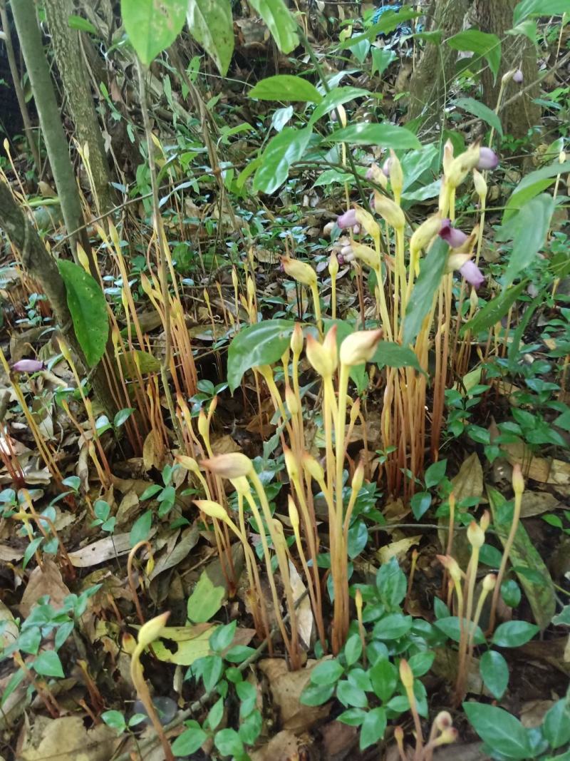 云南药材_野菰、管真花，冷背药材小量货