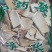 梧桐根干货干净无杂质量大从优
