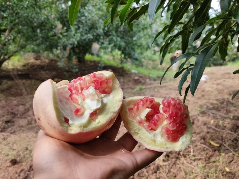 自家临潼石榴大量上市