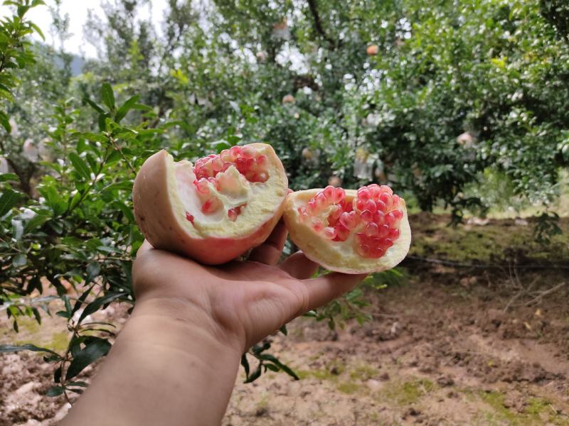 自家临潼石榴大量上市