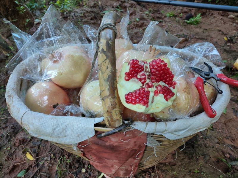 自家临潼石榴大量上市