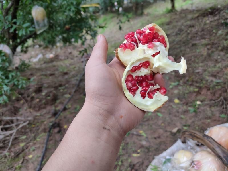 自家临潼石榴大量上市