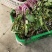 红菜苔，湖北优质精品红菜苔量大价格优惠大量上市