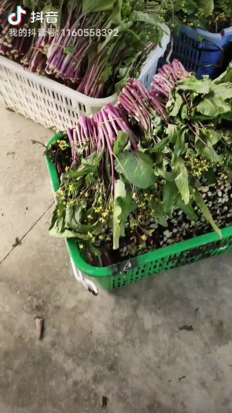 红菜苔，湖北优质精品红菜苔量大价格优惠大量上市