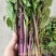 红菜苔，湖北优质精品红菜苔量大价格优惠大量上市