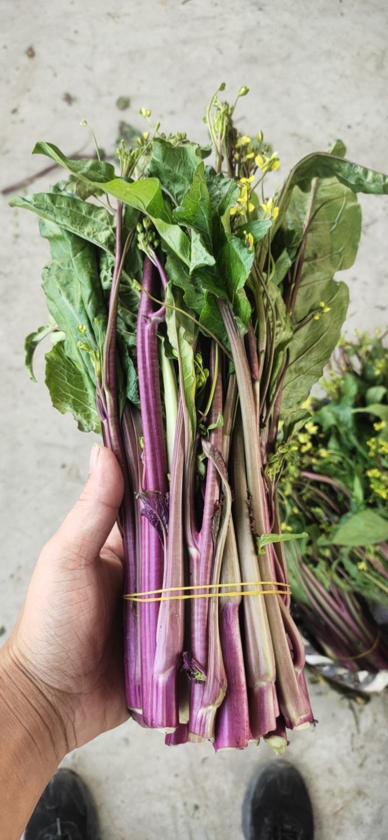 红菜苔，湖北优质精品红菜苔量大价格优惠大量上市