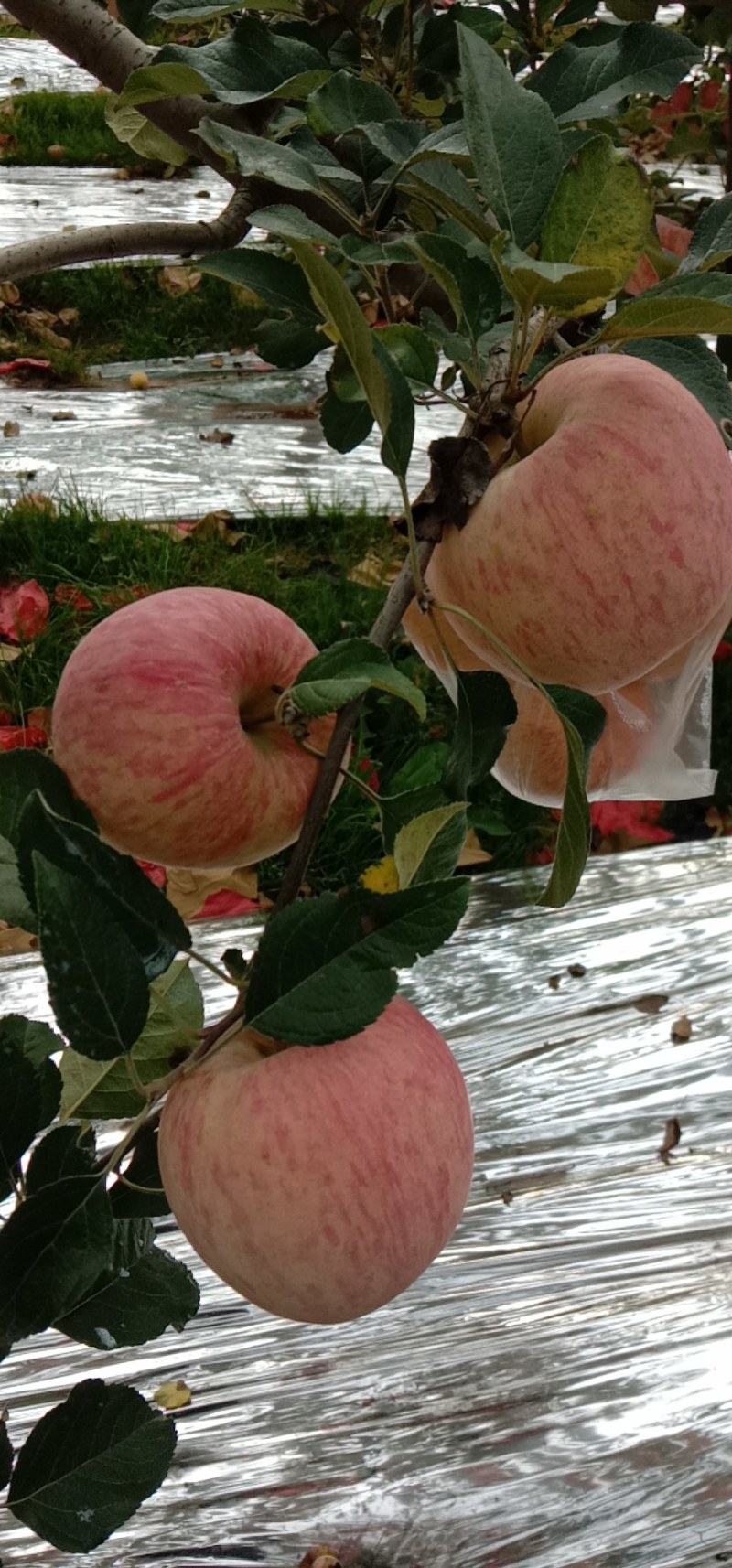 三色袋旬邑苹果