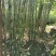 福建大田雪蔗清甜可口，无碎渣，天然营养健康的绿色水果！