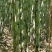 福建大田雪蔗清甜可口，无碎渣，天然营养健康的绿色水果！