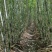福建大田雪蔗清甜可口，无碎渣，天然营养健康的绿色水果！
