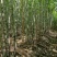 福建大田雪蔗清甜可口，无碎渣，天然营养健康的绿色水果！