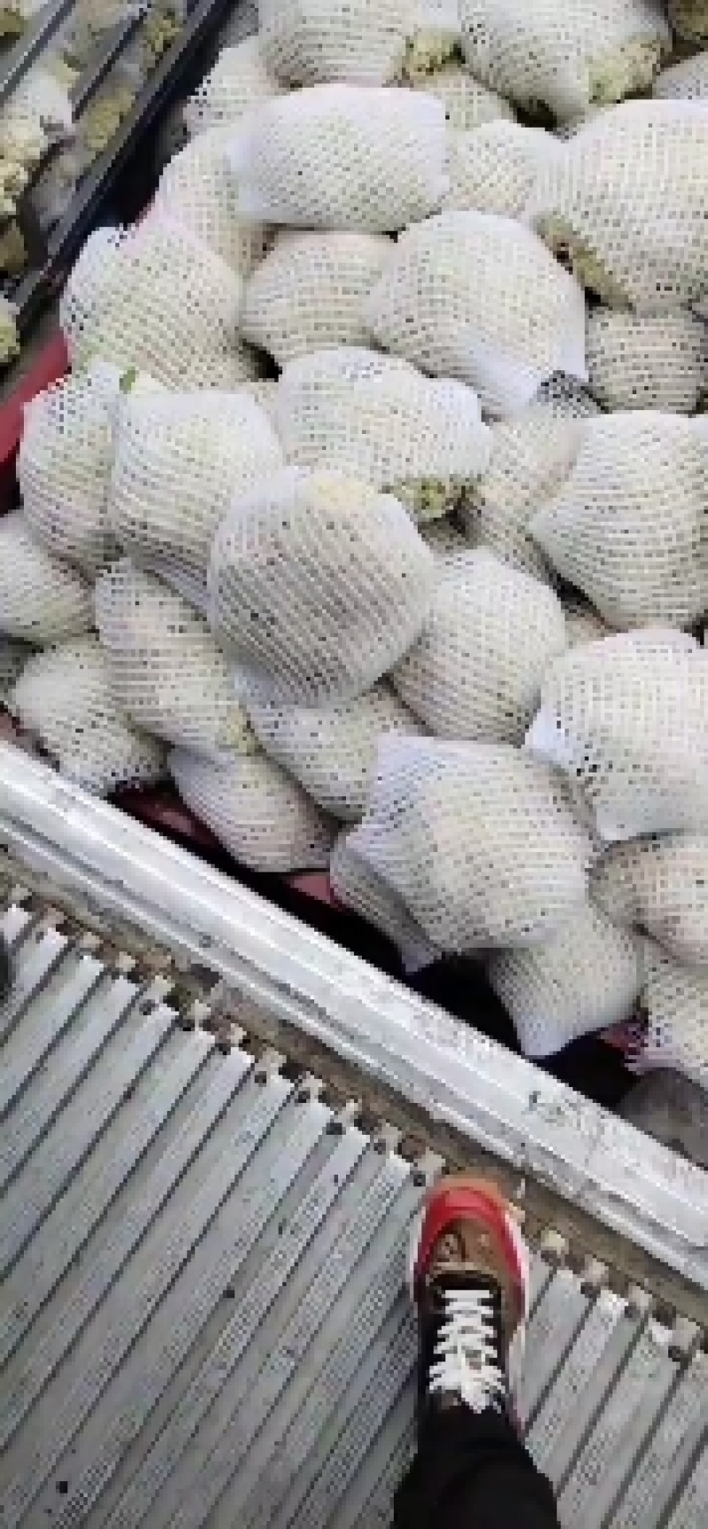 青梗白面有机花菜，大量供应