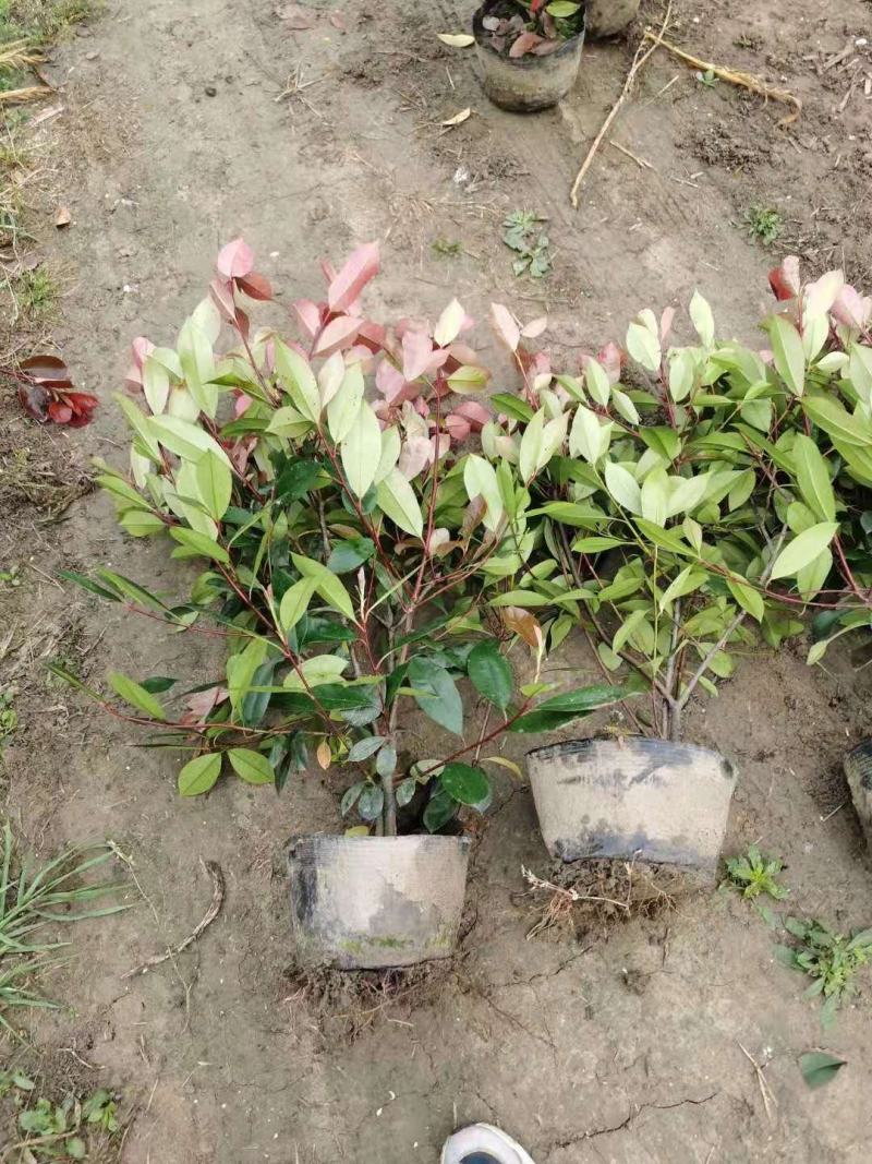 红叶石楠大杯苗大桶苗和红叶石楠篱笆苗石楠小杯苗等