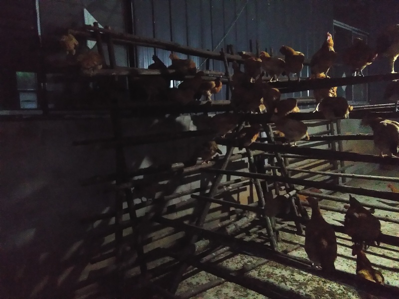 大量供应六个月以上散养树林鸡。