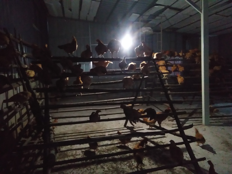 大量供应六个月以上散养树林鸡。