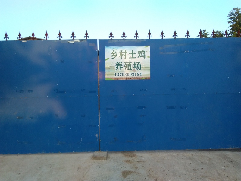 大量供应六个月以上散养树林鸡。
