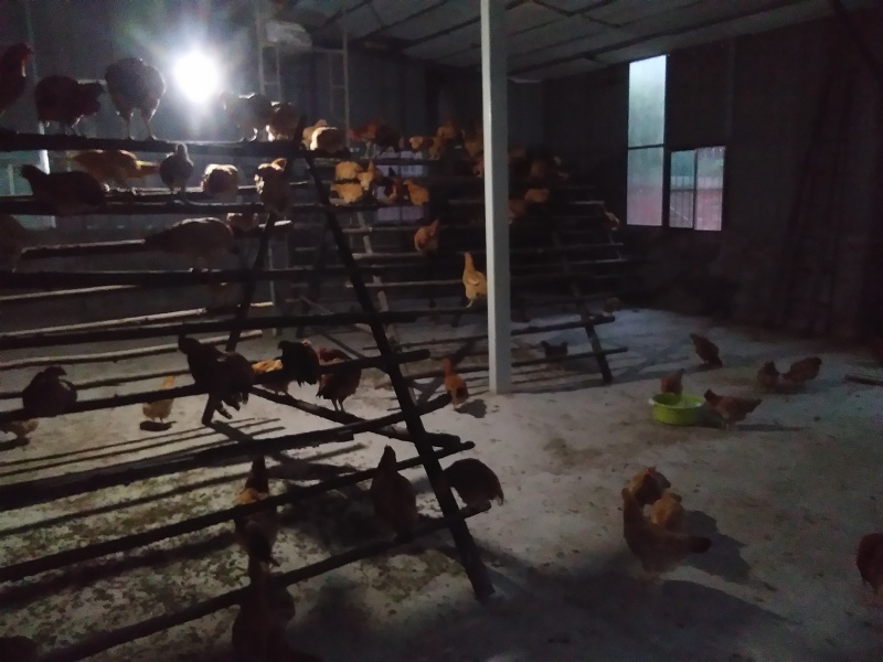 大量供应六个月以上散养树林鸡。