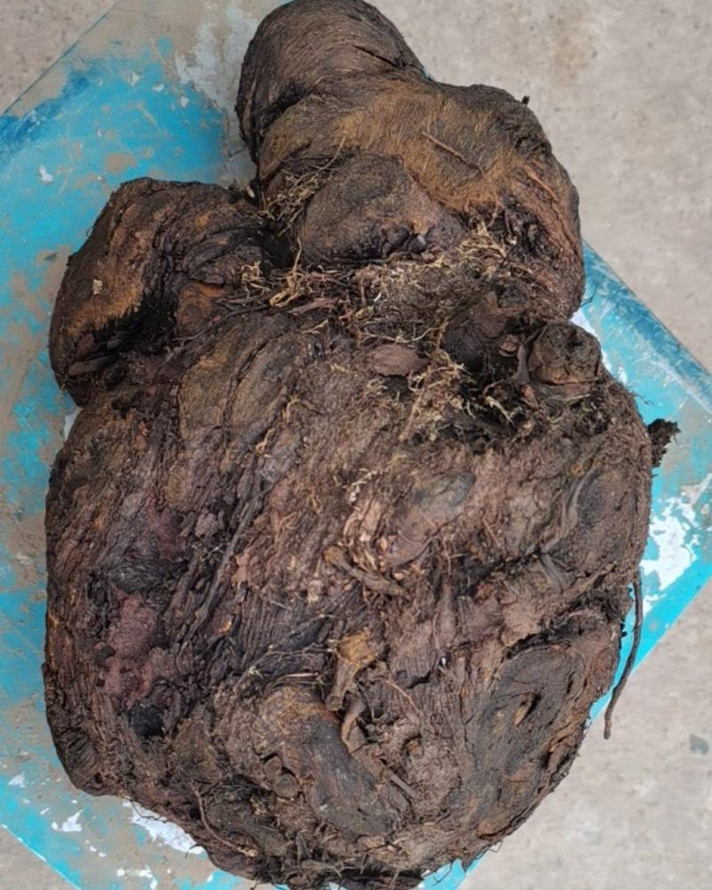 大黄药用自产自销产地直发一首货源
