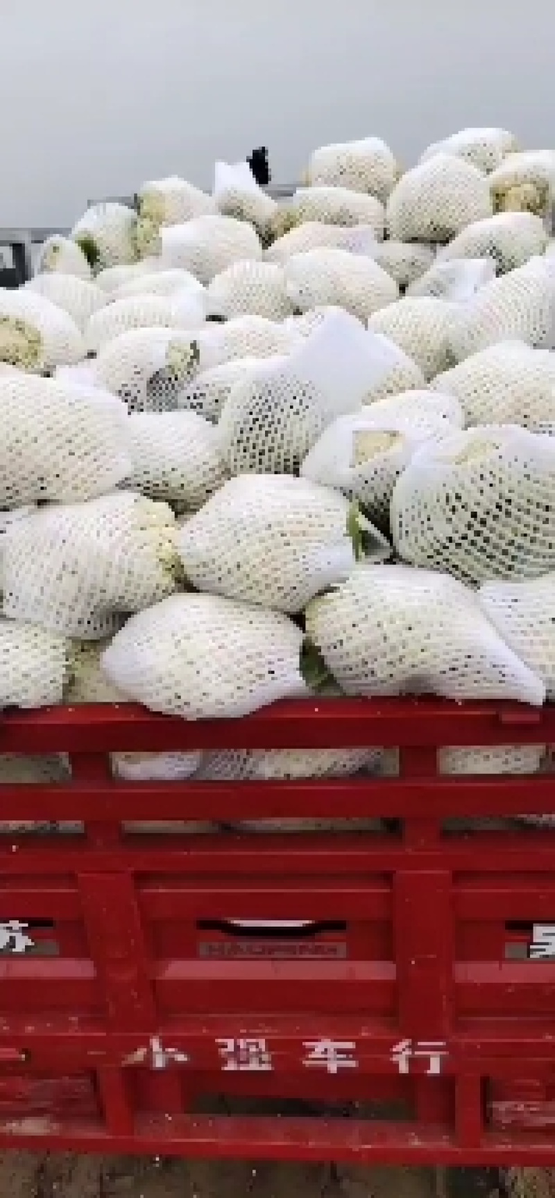 泾阳县菜花，松花