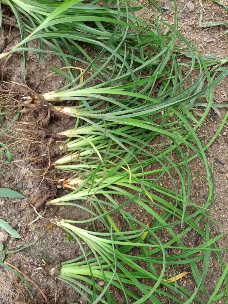 红花萱草红宝石萱草红运萱草红娃娃萱草金娃娃萱草