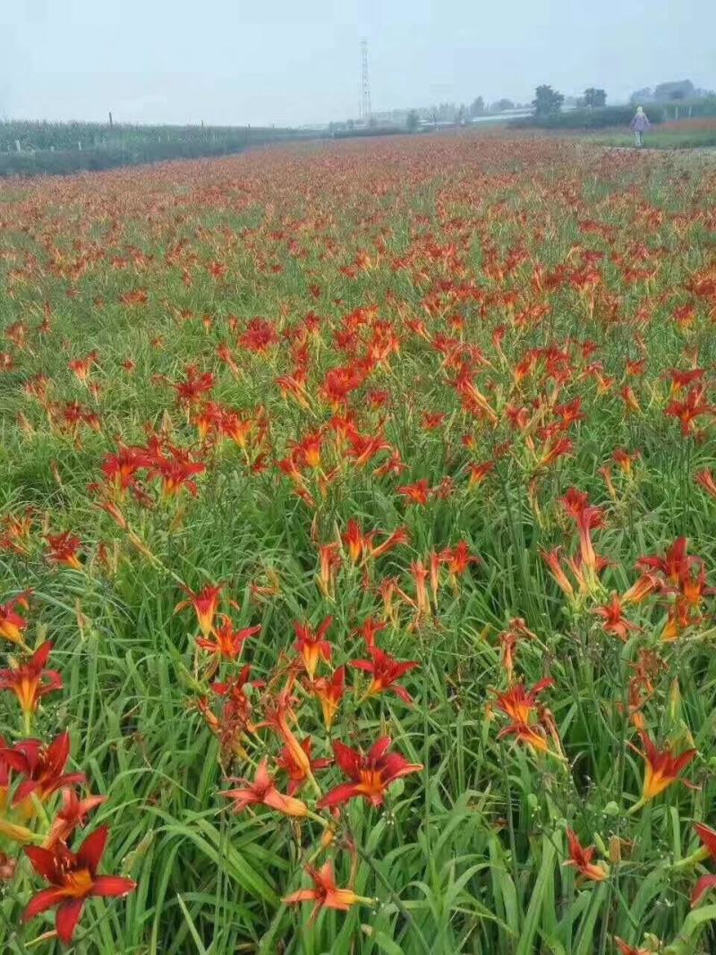 红花萱草红宝石萱草红运萱草红娃娃萱草金娃娃萱草