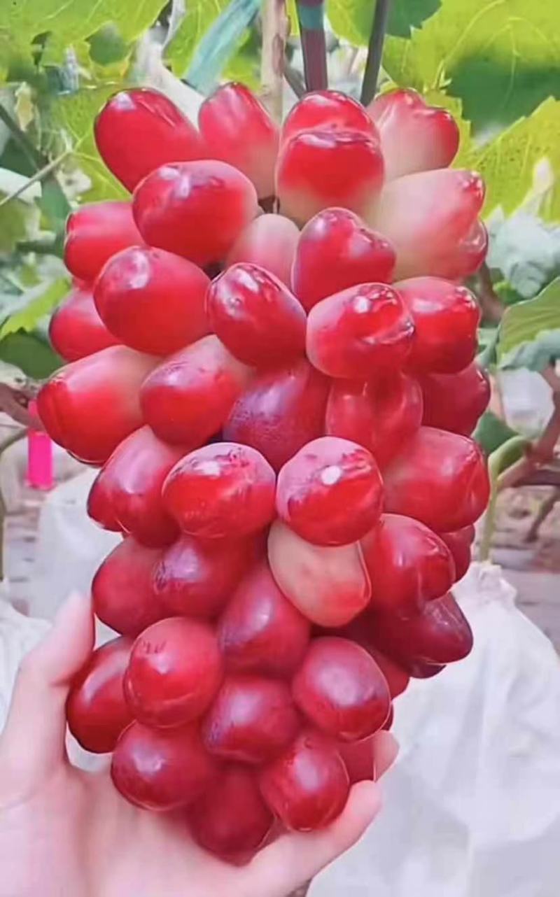 妮娜皇后葡萄苗大量上市了，价格可谈，一手货源，欢迎合作