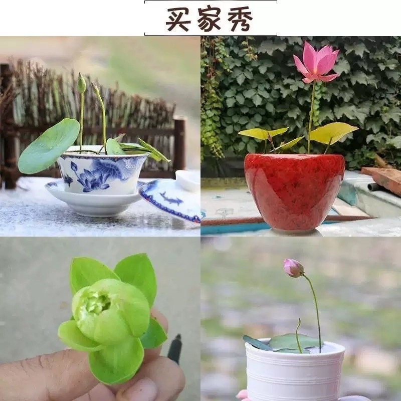 开口碗莲种子睡莲荷花水培植物盆栽可大面积播种