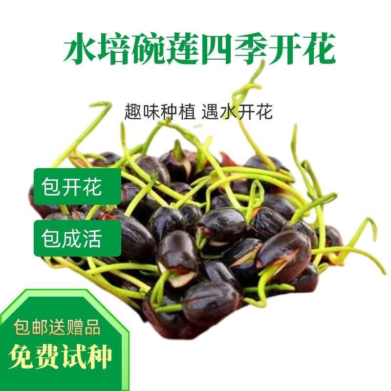 开口碗莲种子睡莲荷花水培植物盆栽可大面积播种