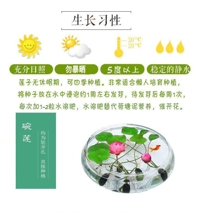 开口碗莲种子睡莲荷花水培植物盆栽可大面积播种