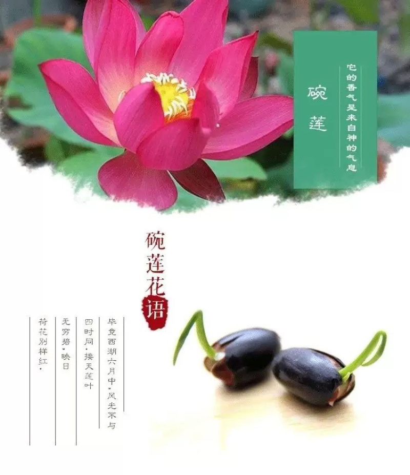 开口碗莲种子睡莲荷花水培植物盆栽可大面积播种