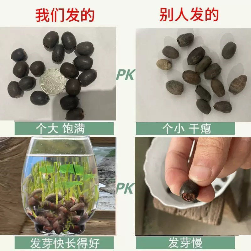开口碗莲种子睡莲荷花水培植物盆栽可大面积播种