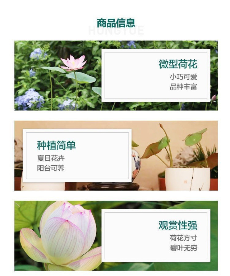 开口碗莲种子睡莲荷花水培植物盆栽可大面积播种