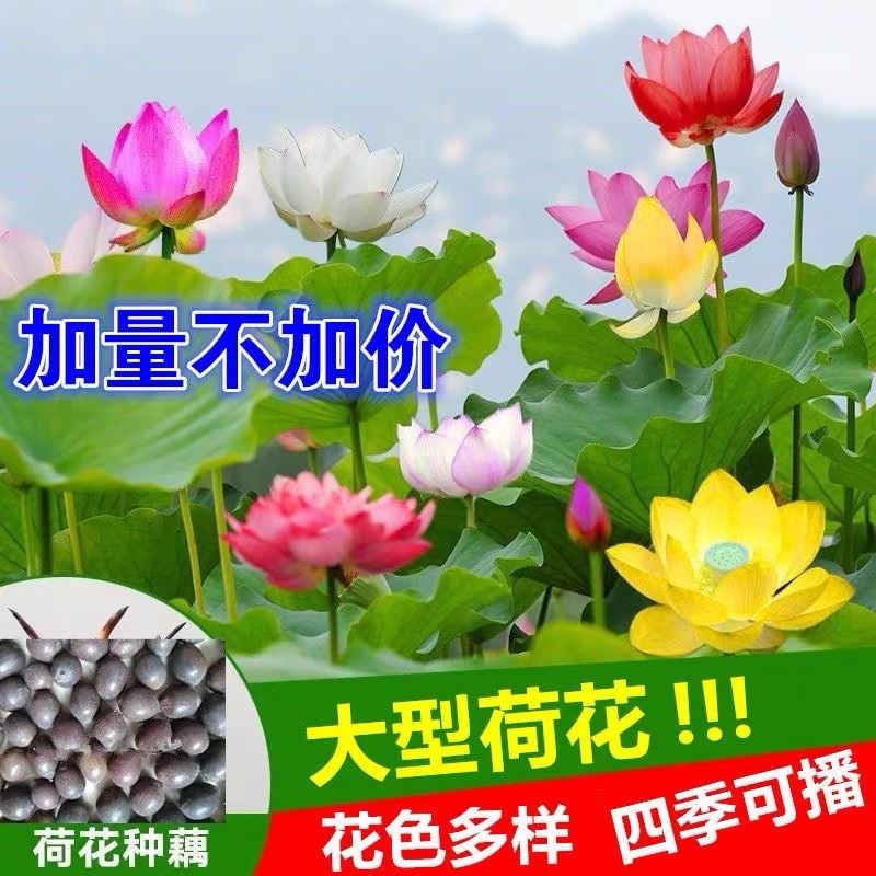 开口碗莲种子睡莲荷花水培植物盆栽可大面积播种