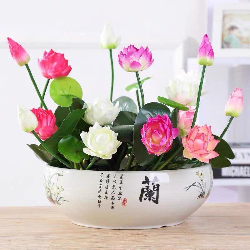 开口碗莲种子睡莲荷花水培植物盆栽可大面积播种