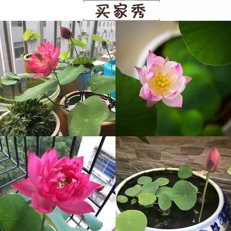 开口碗莲种子睡莲荷花水培植物盆栽可大面积播种