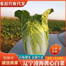 辽宁白菜黄心大白菜基地直供按需代收价格便宜一条龙