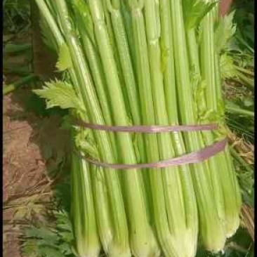 惠民，芹菜冷棚芹菜大量现货，高度70左右价格美丽