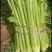 惠民，芹菜冷棚芹菜大量现货，高度70左右价格美丽