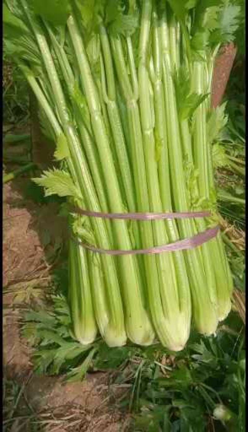 惠民，芹菜冷棚芹菜大量现货，高度70左右价格美丽