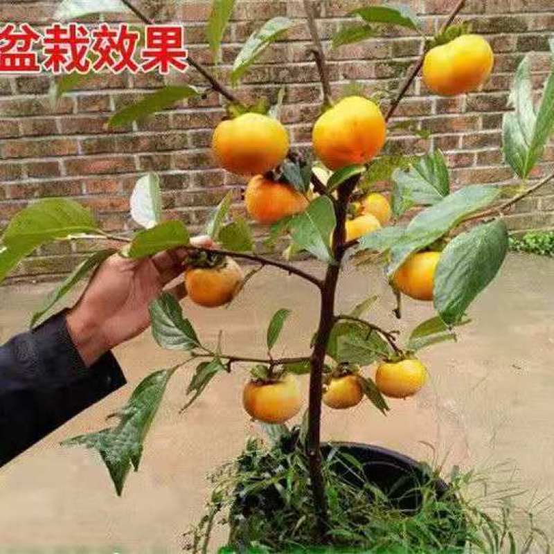 嫁接脆甜柿子树苗无核即食阳丰甜柿子树南北方种植当年柿子苗