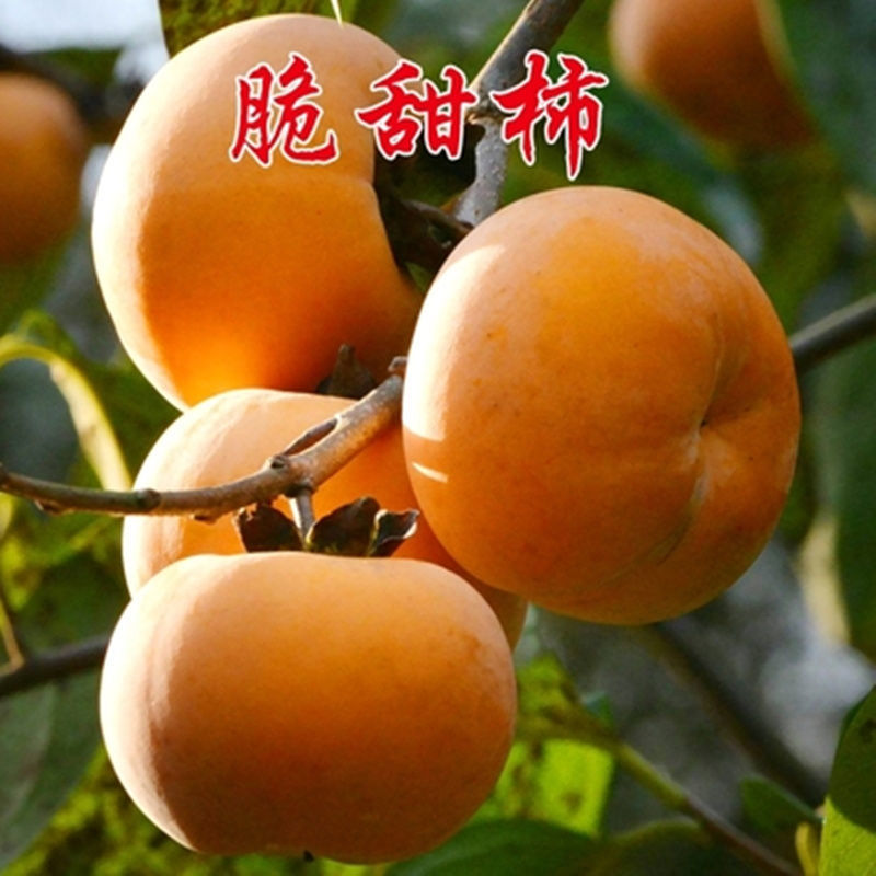 嫁接脆甜柿子树苗无核即食阳丰甜柿子树南北方种植当年柿子苗