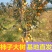 嫁接脆甜柿子树苗无核即食阳丰甜柿子树南北方种植当年柿子苗