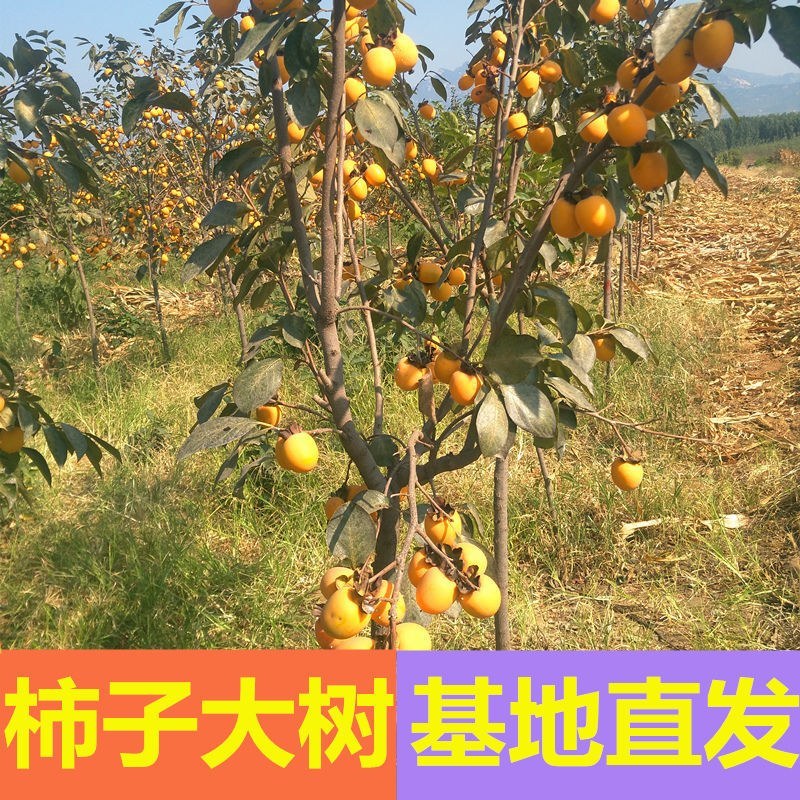 嫁接脆甜柿子树苗无核即食阳丰甜柿子树南北方种植当年柿子苗