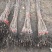 嫁接脆甜柿子树苗无核即食阳丰甜柿子树南北方种植当年柿子苗