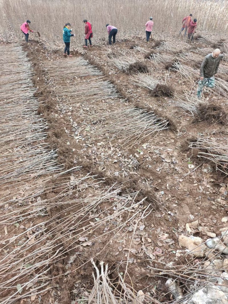 嫁接脆甜柿子树苗无核即食阳丰甜柿子树南北方种植当年柿子苗