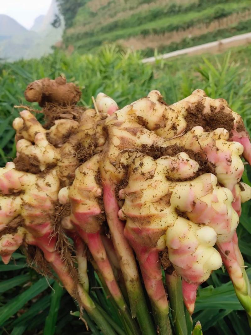 镇宁县小黄姜