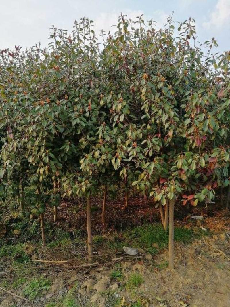 红叶石楠3-16公分，精品中华石楠及本石楠大量
