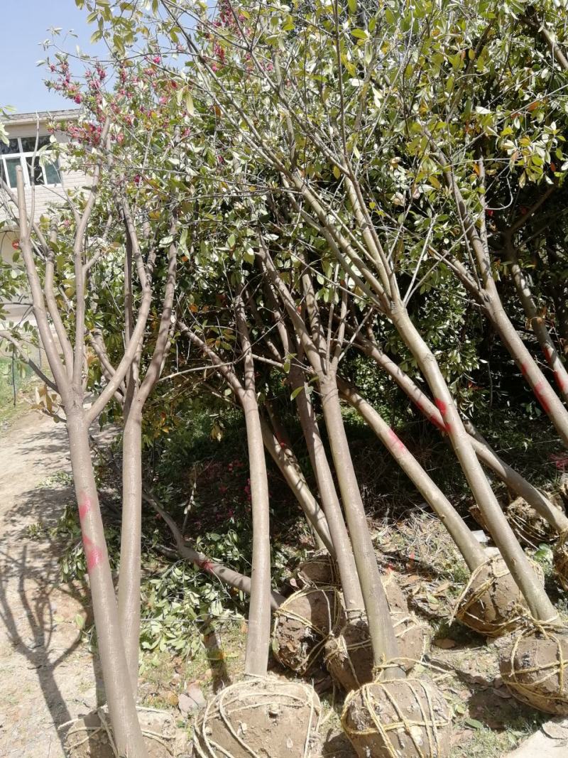 红叶石楠3-16公分，精品中华石楠及本石楠大量